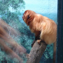 Primates